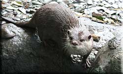 One of the otters
