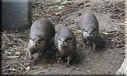 Fliss and her two daughters