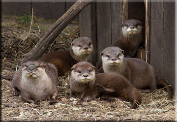 Otter Cubs