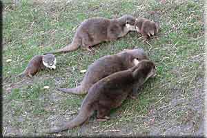 Fliss and Chipz with some of the new cubs