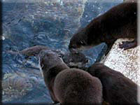 Fliss and Chipz give swimming lessons