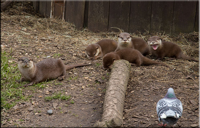 Otter