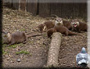 Otter