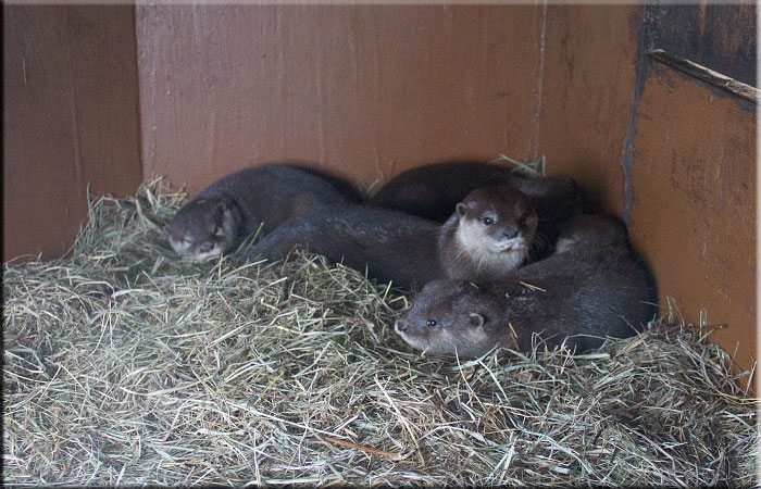 Otter