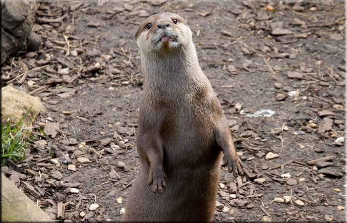 Otter