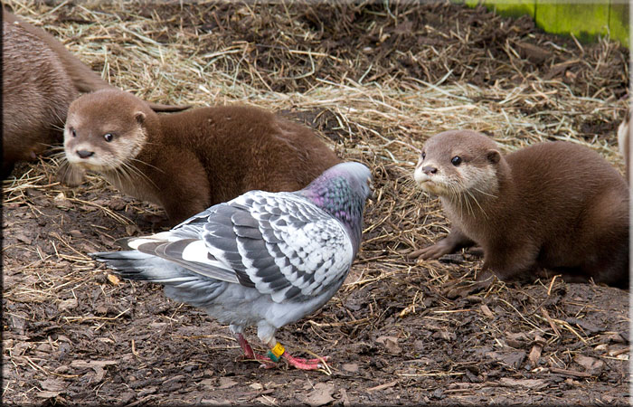 Otter