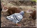 Otter