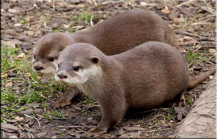 Otter