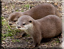 Otter