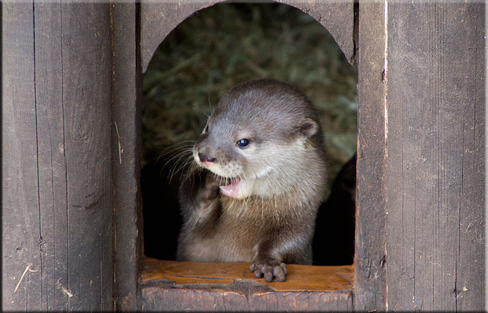Otter