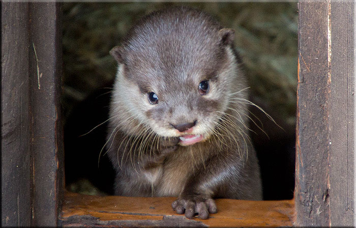 Otter