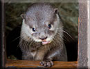 Otter