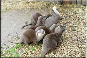 Chipz and his sons