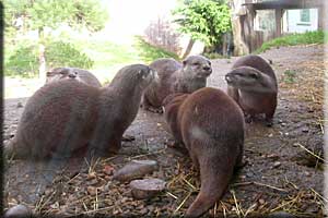 Chipz and his sons