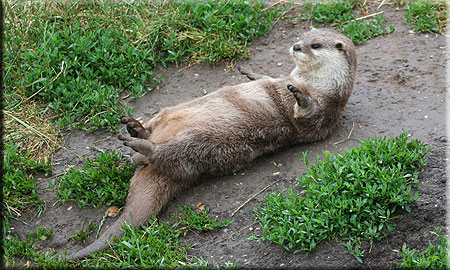 Otter