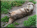 Otter