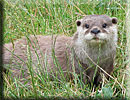 Otter