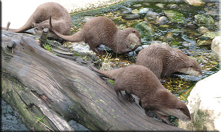 Otter