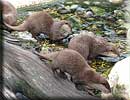 Otter