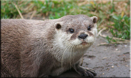Otter