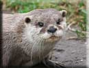 Otter