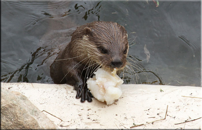 Otter