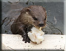 Otter