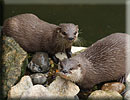 Otter