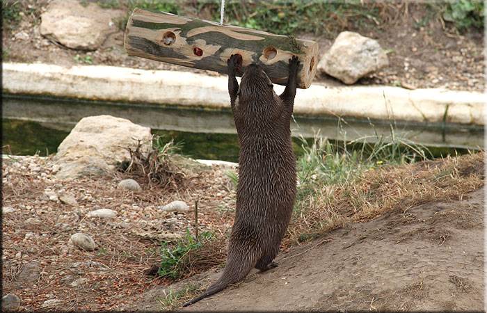 Otter