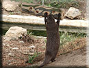 Otter