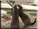 Otter