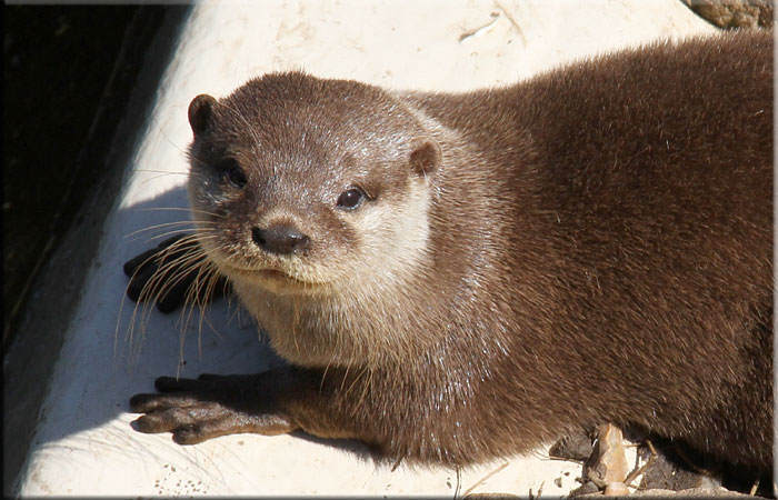 Otter
