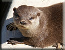 Otter