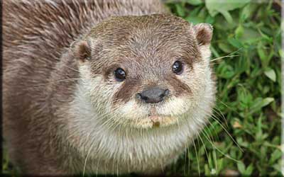 Otter