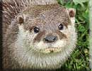 Otter