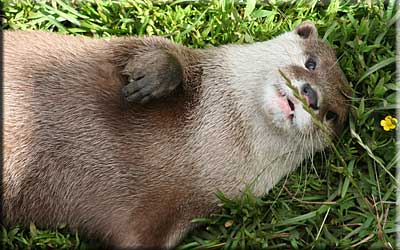 Otter