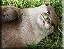 Otter