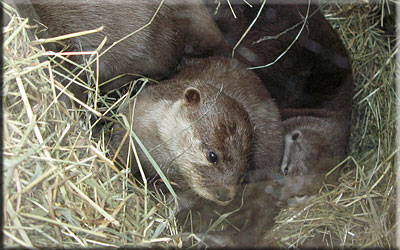 Otters nearly asleep in their holt