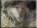Otters nearly asleep in their holt