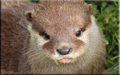 Otter