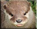Otter