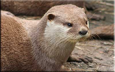 Otter