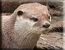 Otter
