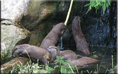 Otters playing with the hose pipe