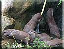 Otters playing with the hosepipe