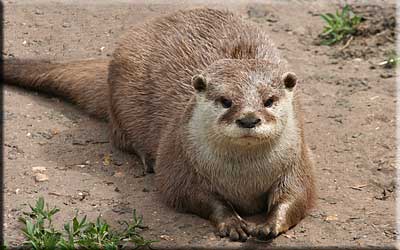 Otter