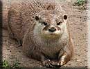 Otter