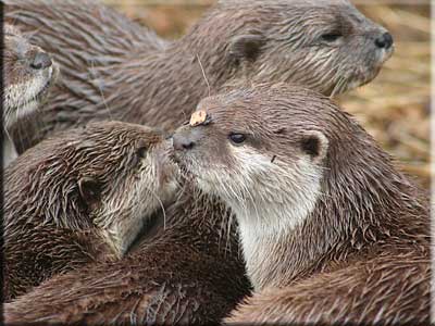 Otter
