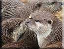 Otter