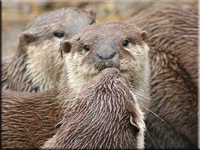 Otter